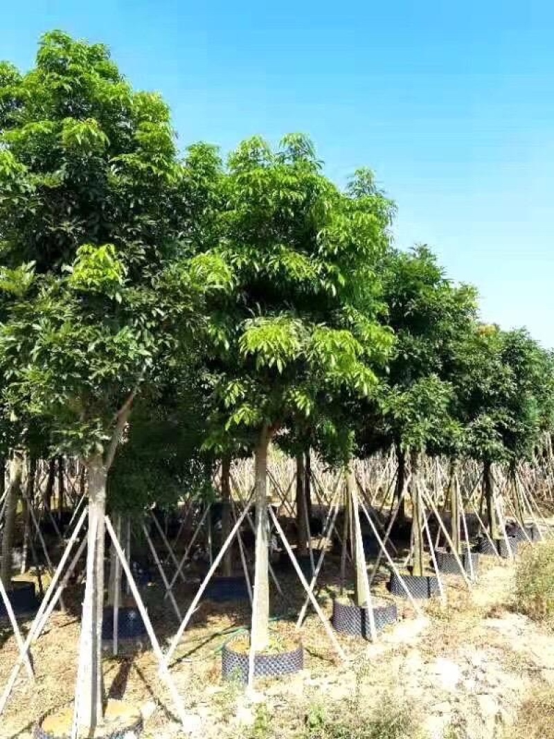 大量出售广东优质海南红豆价格美丽