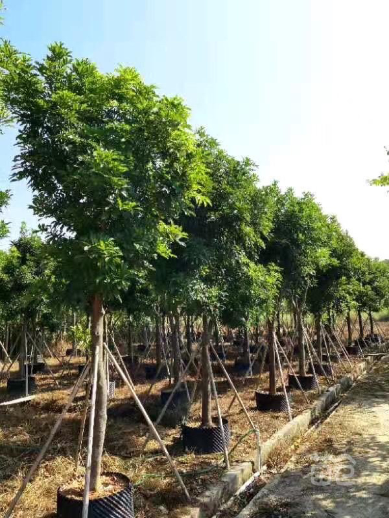 大量出售广东优质海南红豆价格美丽