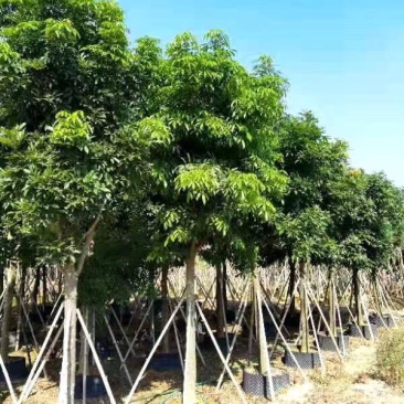 大量出售广东优质海南红豆价格美丽