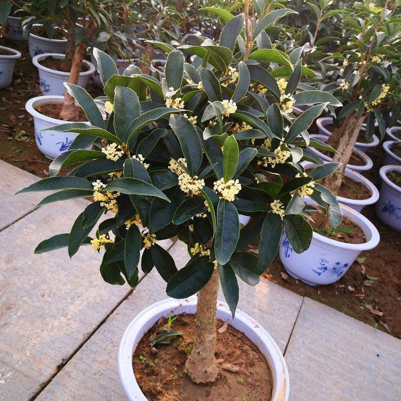 桂花树苗桂花苗盆栽金桂四季桂室内外浓香型阳台花卉绿植庭院