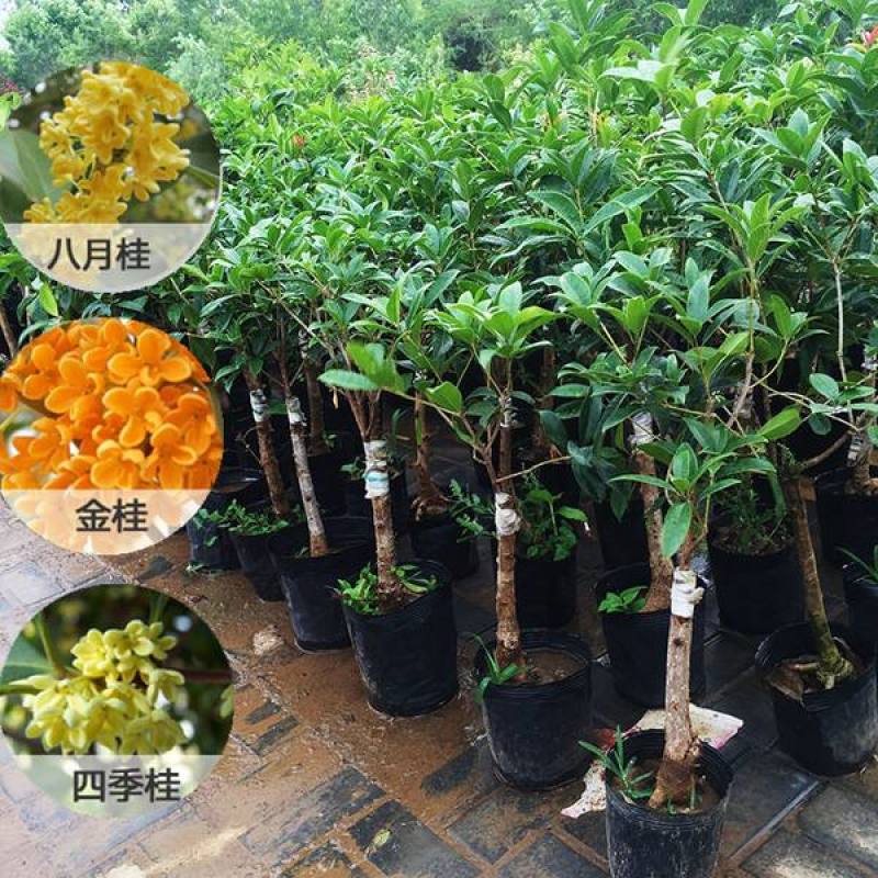 桂花树苗桂花苗盆栽金桂四季桂室内外浓香型阳台花卉绿植庭院