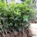 桂花树苗桂花苗盆栽金桂四季桂室内外浓香型阳台花卉绿植庭院