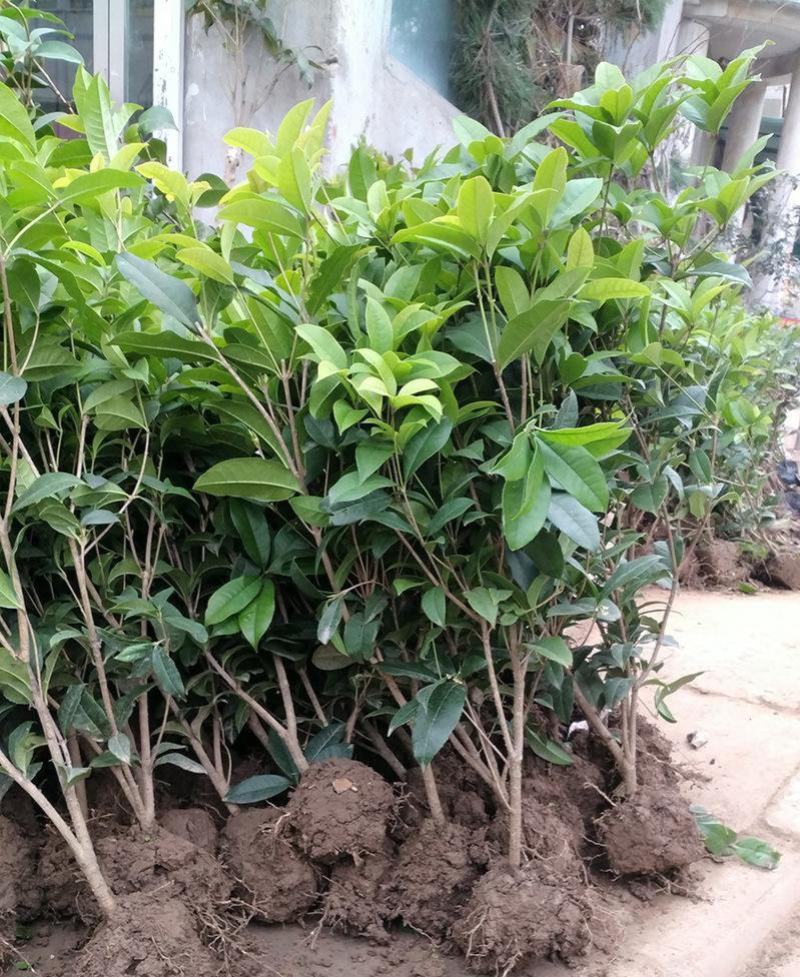 桂花树苗桂花苗盆栽金桂四季桂室内外浓香型阳台花卉绿植庭院