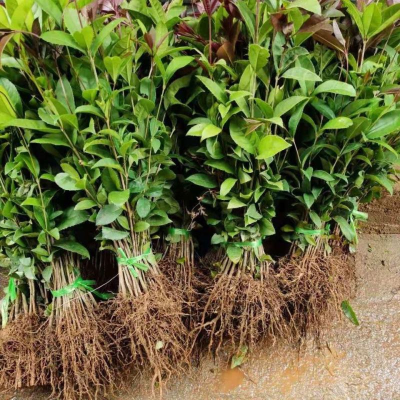 桂花树苗桂花苗盆栽金桂四季桂室内外浓香型阳台花卉绿植庭院