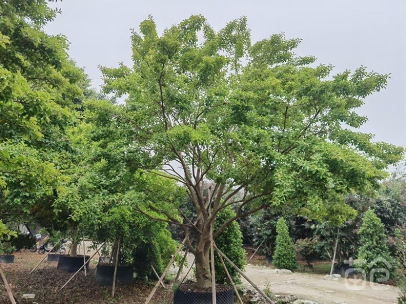大量出售各种规格的红果铁冬青有须联系价格面议美丽