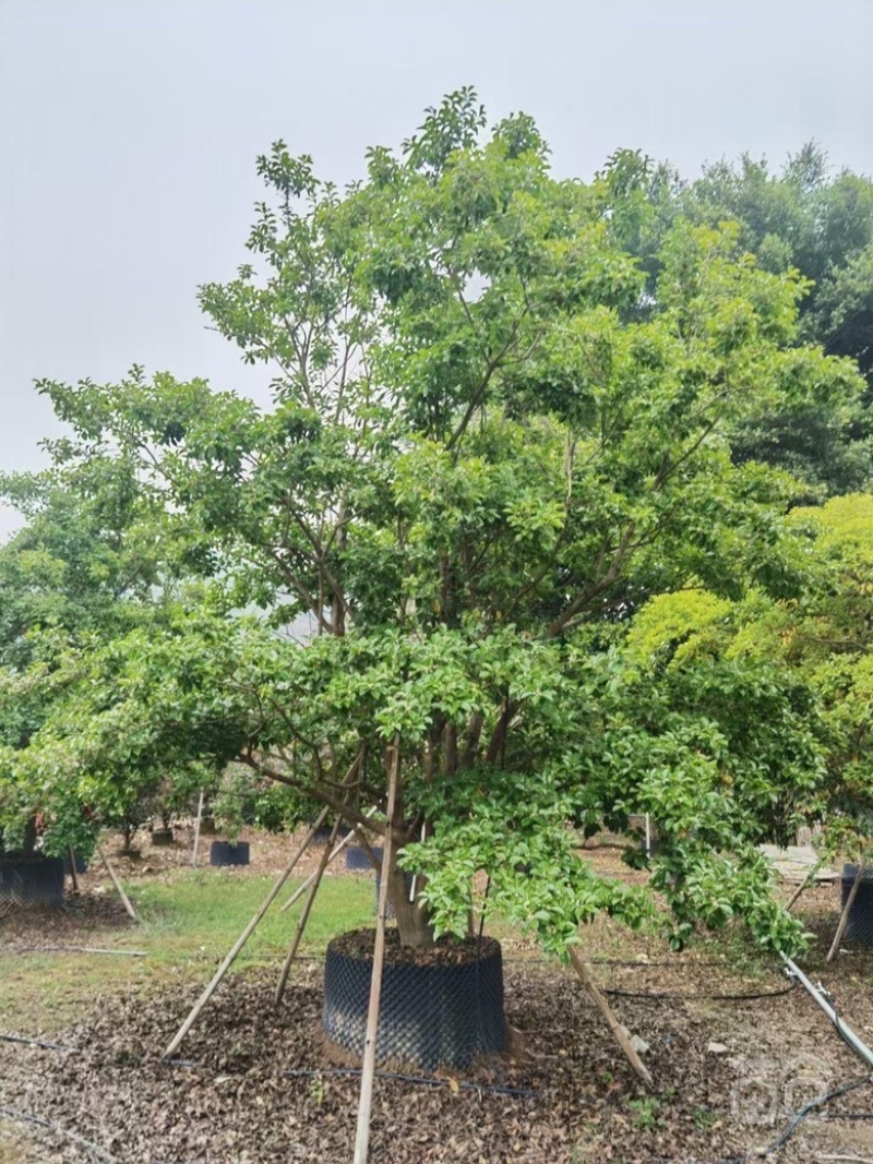大量出售各种规格的红果铁冬青有须联系价格面议美丽