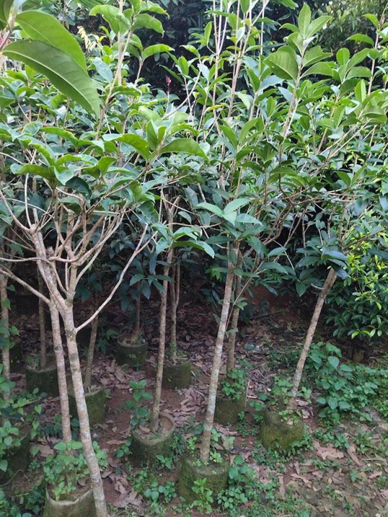 桂花树苗桂花苗盆栽金桂四季桂室内外浓香型阳台花卉绿植庭院