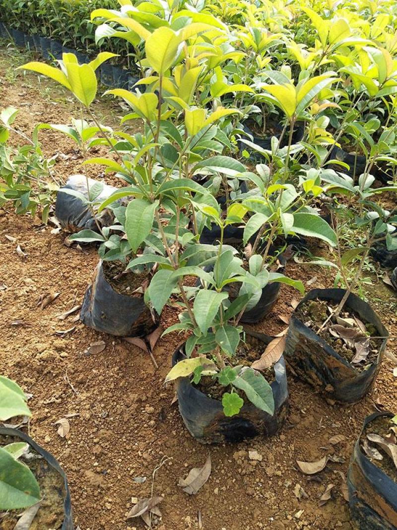 桂花树苗桂花苗盆栽金桂四季桂室内外浓香型阳台花卉绿植庭院