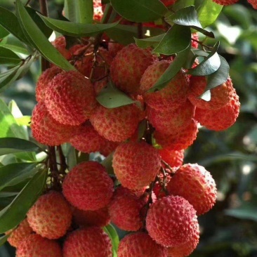 广东慢上市荔枝桂味，口感特别好。