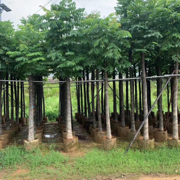 大量出售国庆花价格面议美丽