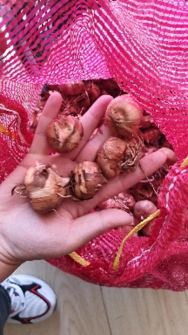 国产唐菖蒲剑兰种球基地自繁大量供应绿化景区花海