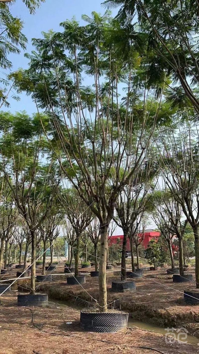 大量出售各种规格的蓝花楹有须联系我价格面议美丽