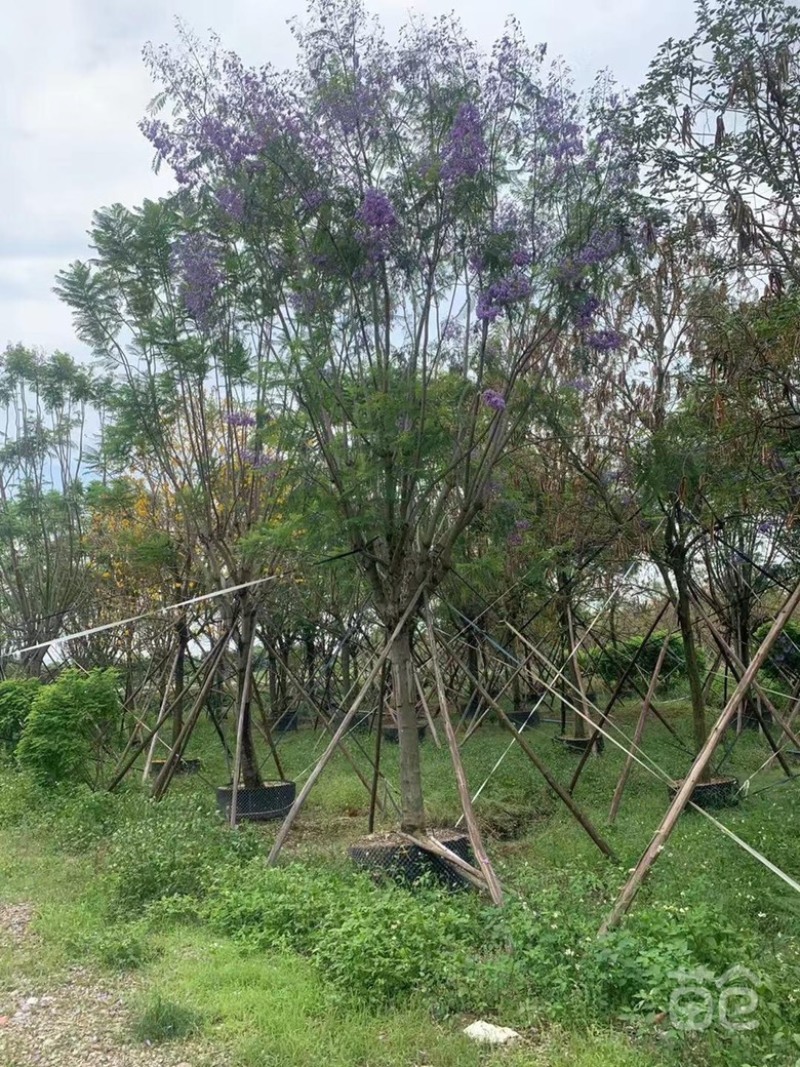 大量出售各种规格的蓝花楹有须联系我价格面议美丽
