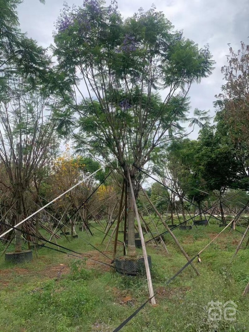 大量出售各种规格的蓝花楹有须联系我价格面议美丽