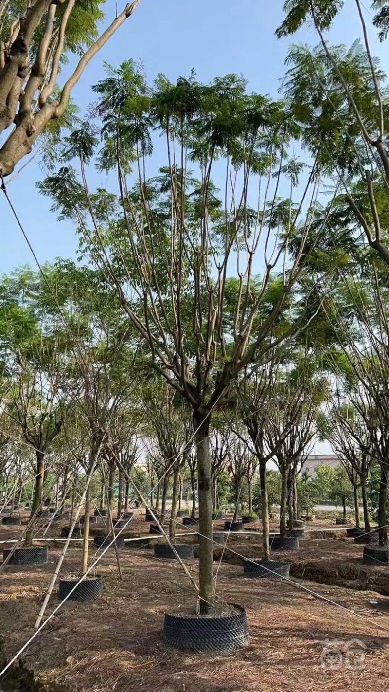 大量出售各种规格的蓝花楹有须联系我价格面议美丽