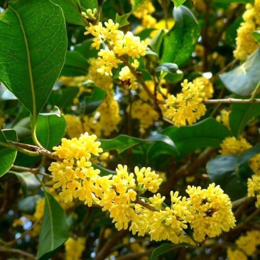 新采桂花种子当年新种桂花树种子金桂丹桂沉香桂四季桂花种籽
