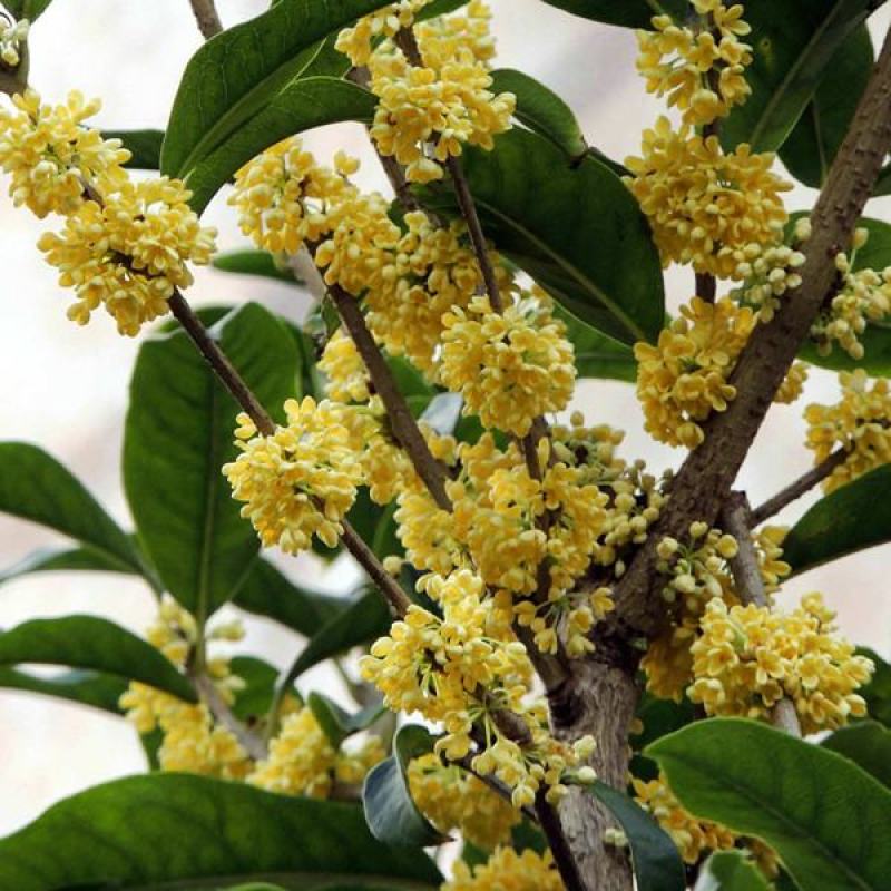 新采桂花种子当年新种桂花树种子金桂丹桂沉香桂四季桂花种籽