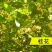 新采桂花种子当年新种桂花树种子金桂丹桂沉香桂四季桂花种籽
