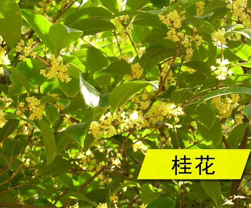 新采桂花种子当年新种桂花树种子金桂丹桂沉香桂四季桂花种籽