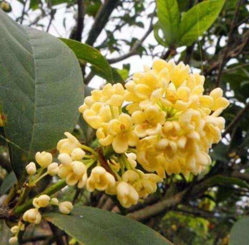 新采桂花种子当年新种桂花树种子金桂丹桂沉香桂四季桂花种籽