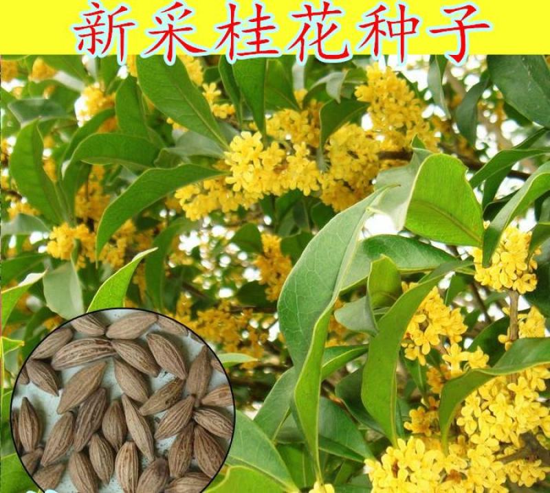 新采桂花种子当年新种桂花树种子金桂丹桂沉香桂四季桂花种籽