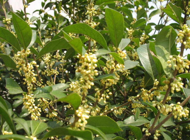 新采桂花种子当年新种桂花树种子金桂丹桂沉香桂四季桂花种籽