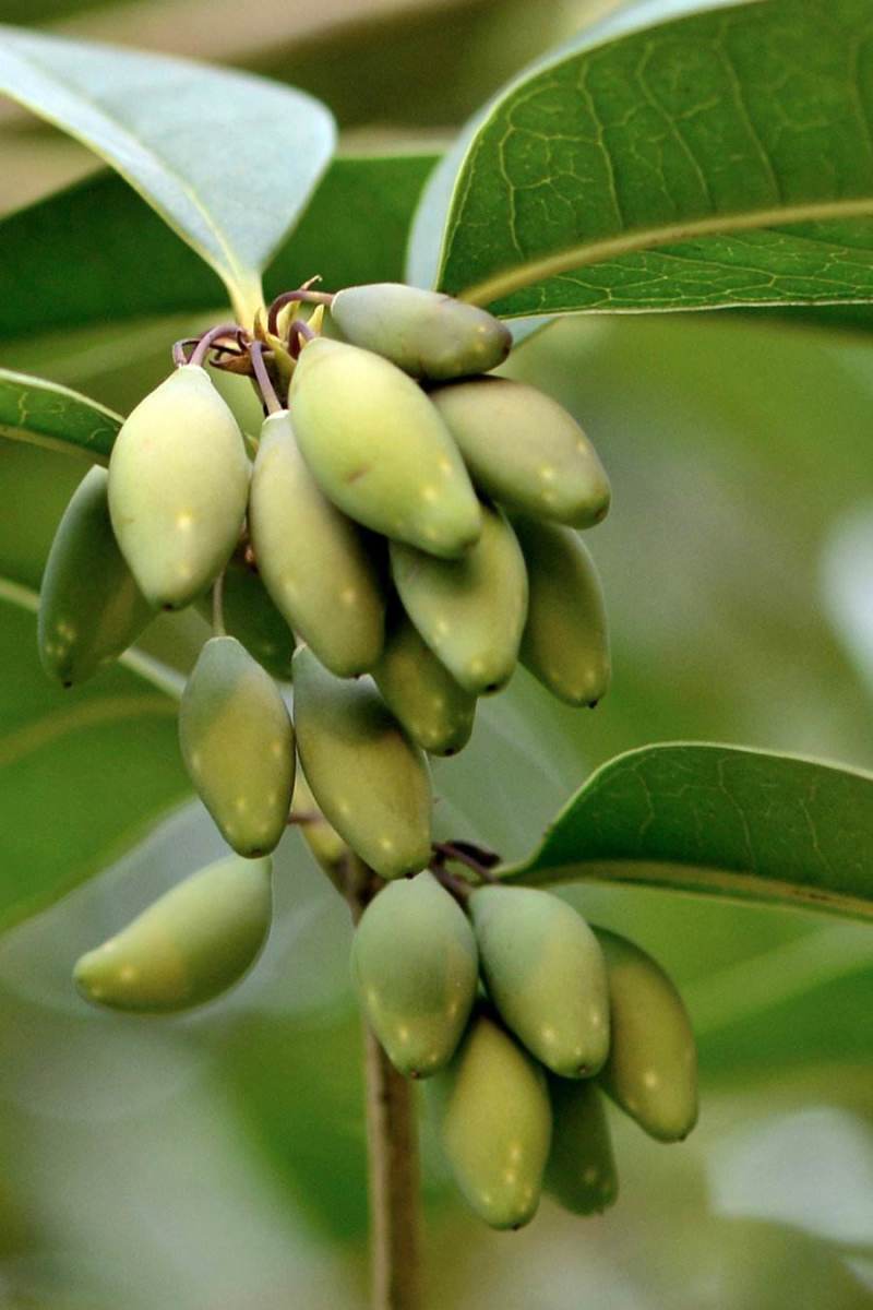 新采桂花种子当年新种桂花树种子金桂丹桂沉香桂四季桂花种籽