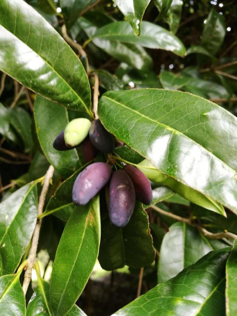 新采桂花种子当年新种桂花树种子金桂丹桂沉香桂四季桂花种籽