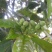 新采桂花种子当年新种桂花树种子金桂丹桂沉香桂四季桂花种籽
