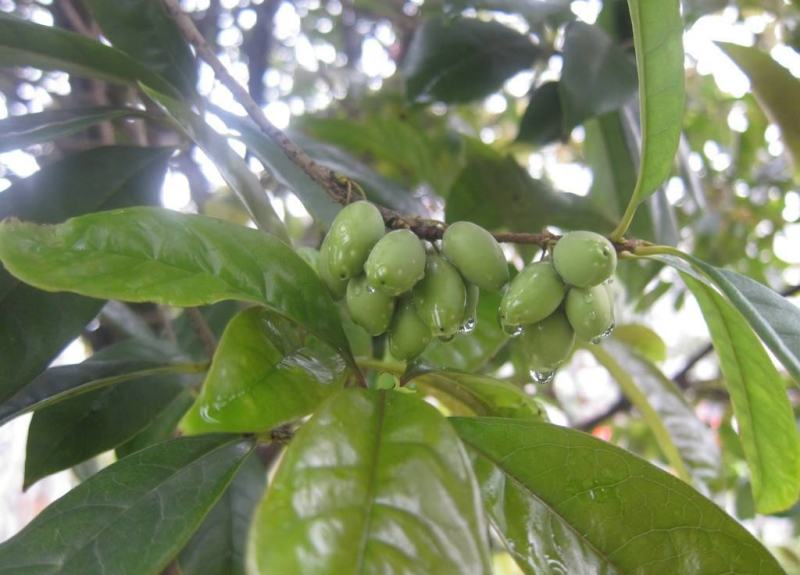 新采桂花种子当年新种桂花树种子金桂丹桂沉香桂四季桂花种籽