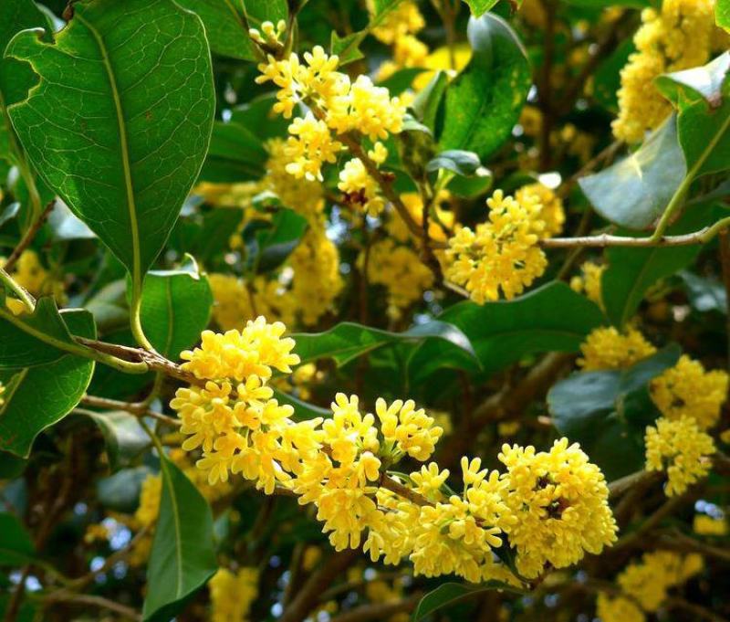 新采桂花种子当年新种桂花树种子金桂丹桂沉香桂四季桂花种籽