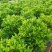 大量非洲茉莉价格面议美丽