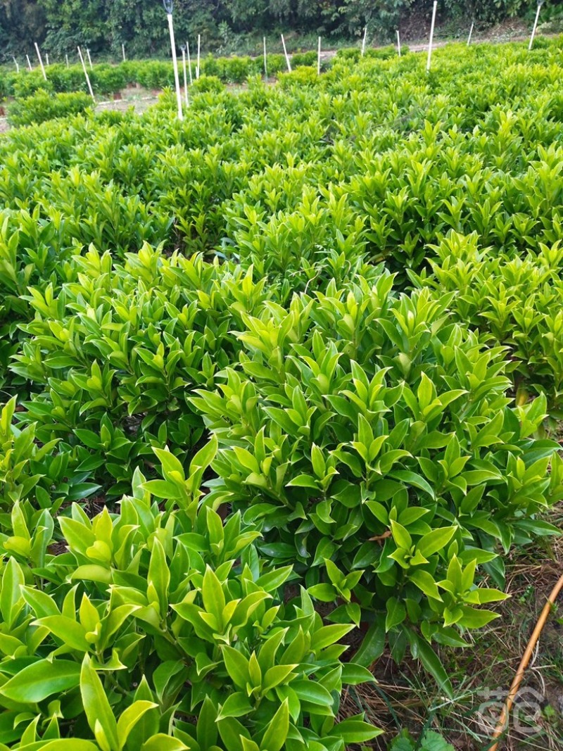 大量非洲茉莉价格面议美丽