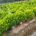 大量非洲茉莉价格面议美丽