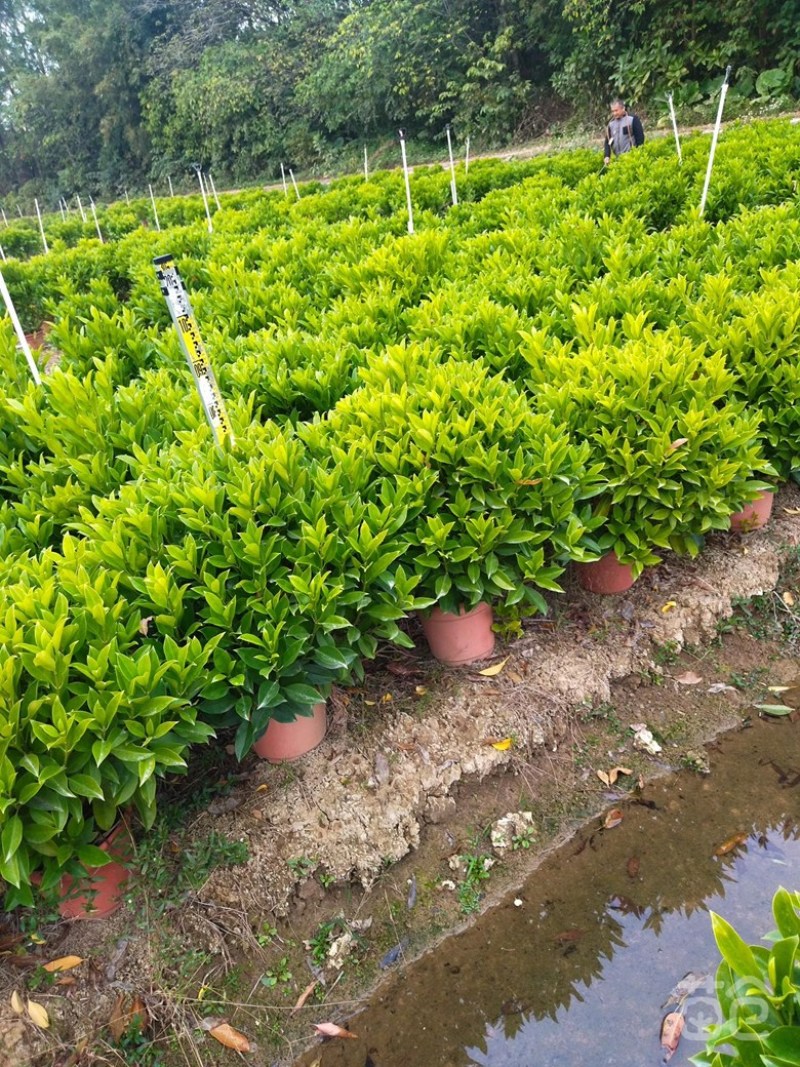大量非洲茉莉价格面议美丽