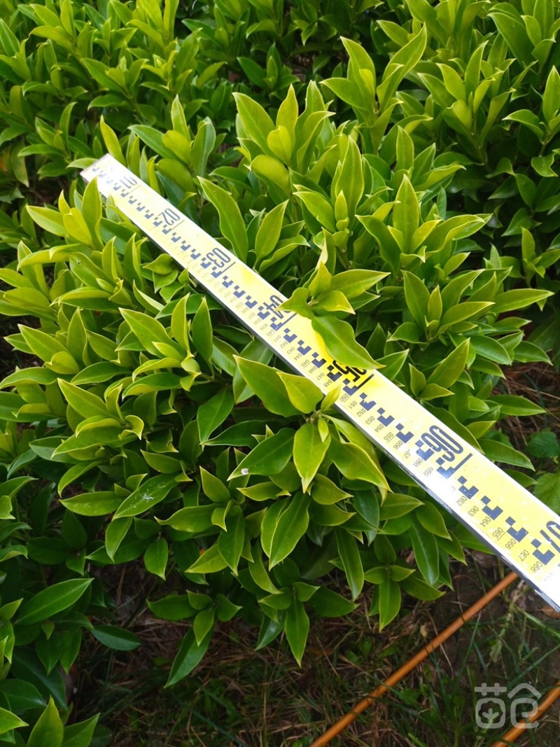 大量非洲茉莉价格面议美丽