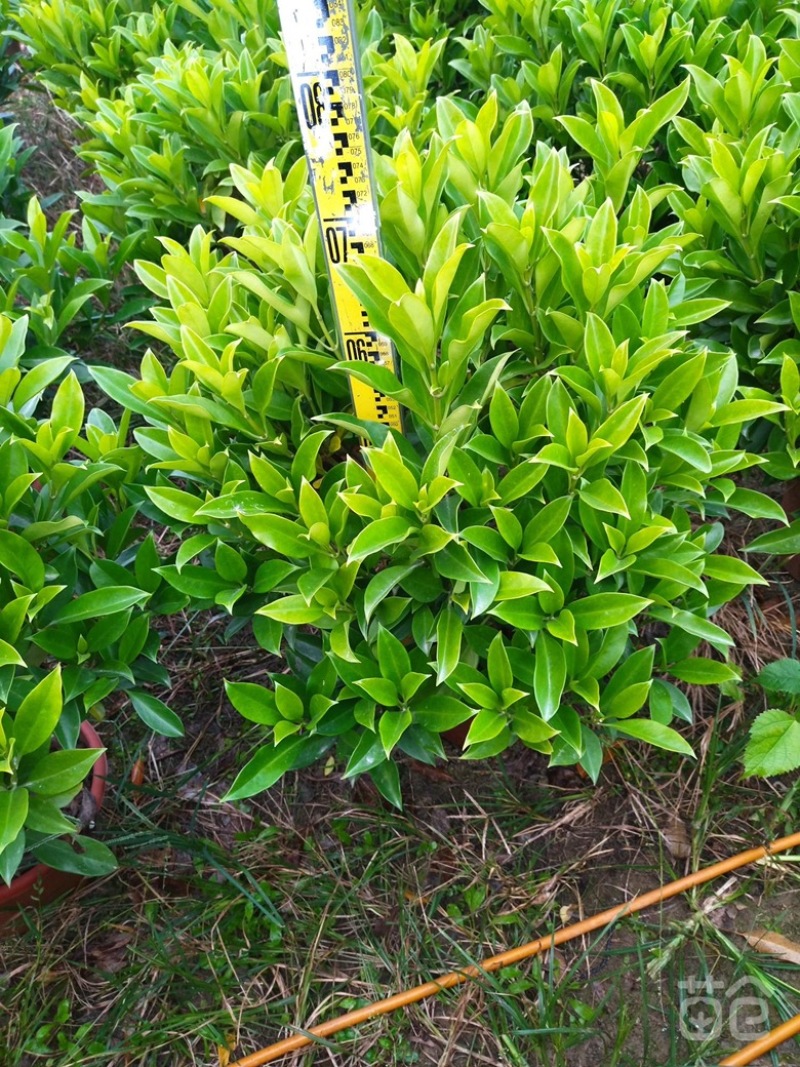 大量非洲茉莉价格面议美丽