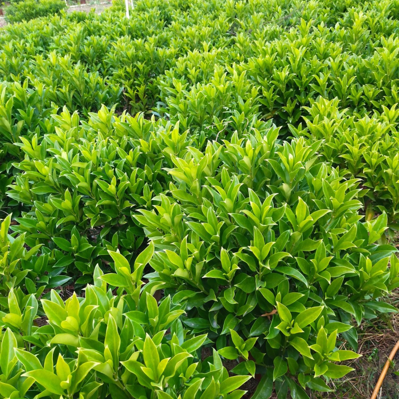 大量非洲茉莉价格面议美丽