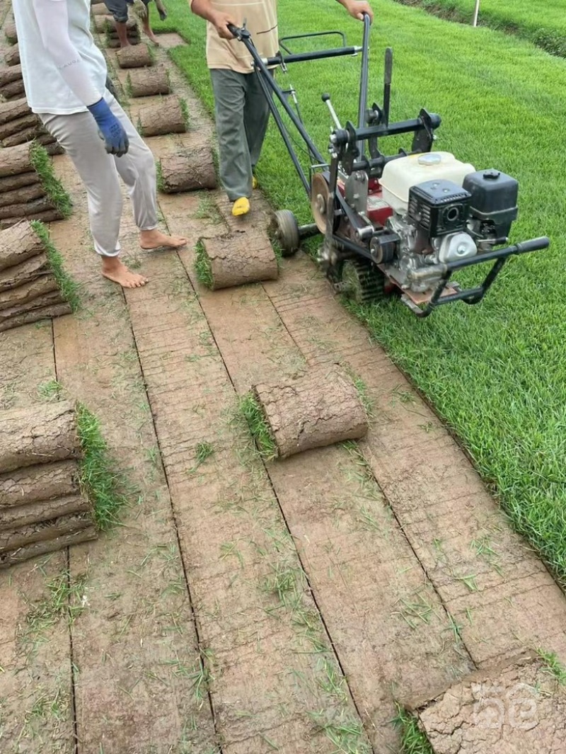 大量兰引三号草有须联系我价格面议美丽
