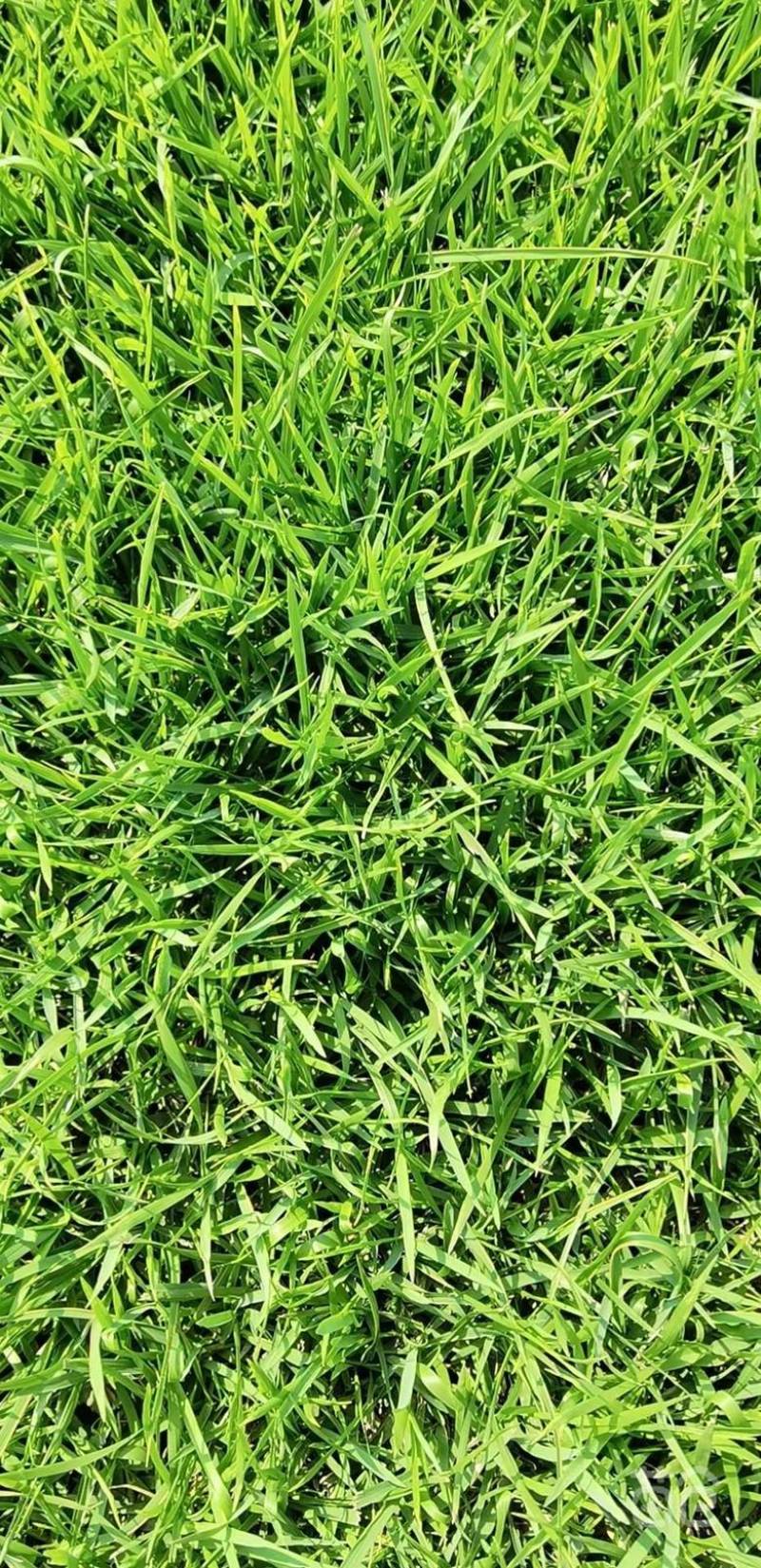 大量兰引三号草有须联系我价格面议美丽