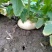 盘菜种植基地直销质量好价格优欢迎全国各地老板订购联系