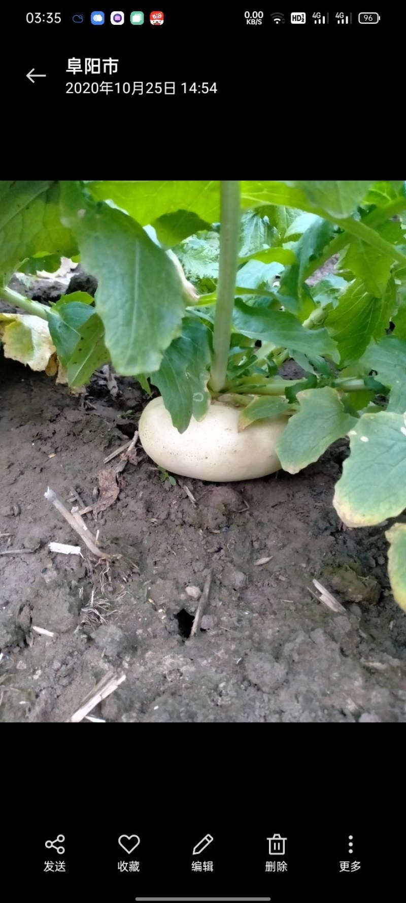 盘菜种植基地直销质量好价格优欢迎全国各地老板订购联系
