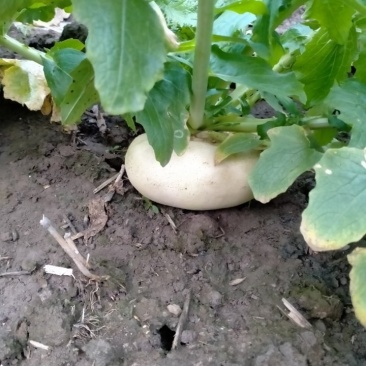 盘菜种植基地直销质量好价格优欢迎全国各地老板订购联系