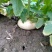 盘菜种植基地直销质量好价格优欢迎全国各地老板订购联系