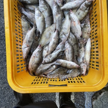 桂鱼。没见冻库。鲜活桂鱼冰鲜