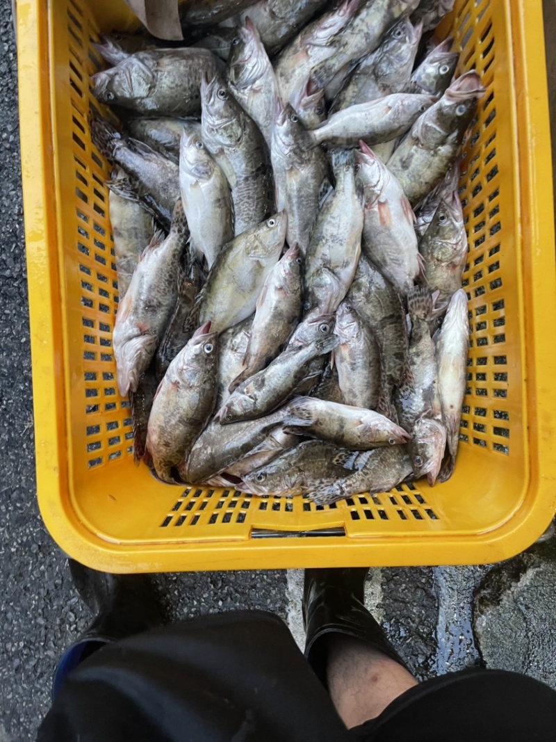 桂鱼。没见冻库。鲜活桂鱼冰鲜