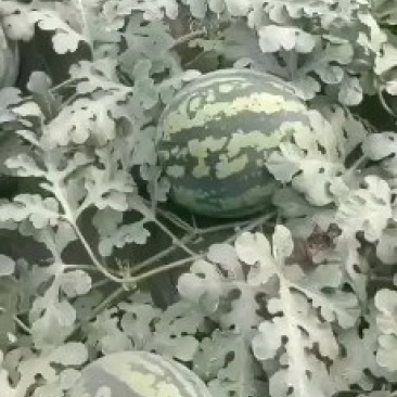 陕西甜王西瓜价格甜王西瓜批发，基地直供货源充足