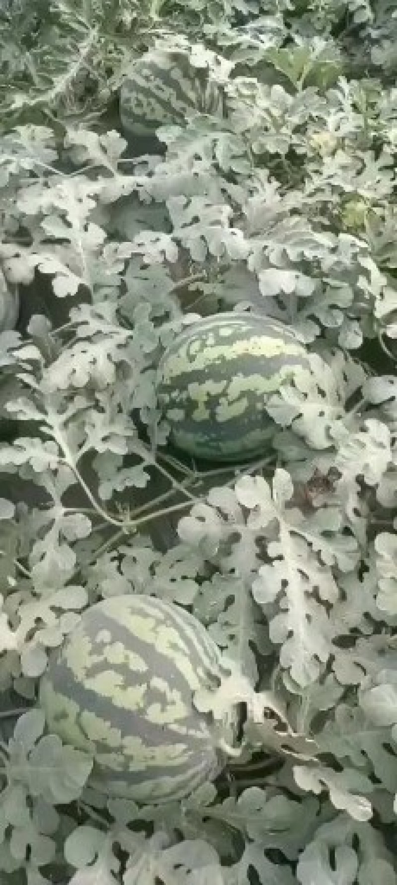 陕西甜王西瓜价格甜王西瓜批发，基地直供货源充足