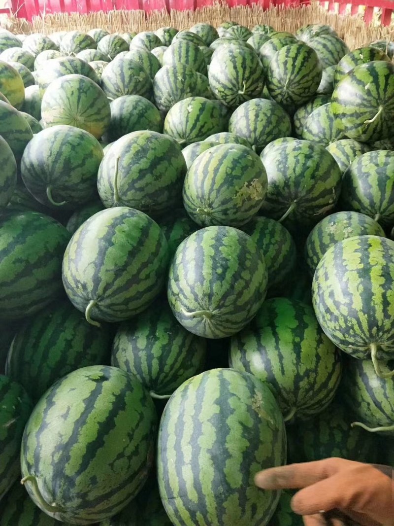 陕西甜王西瓜价格甜王西瓜批发，基地直供货源充足