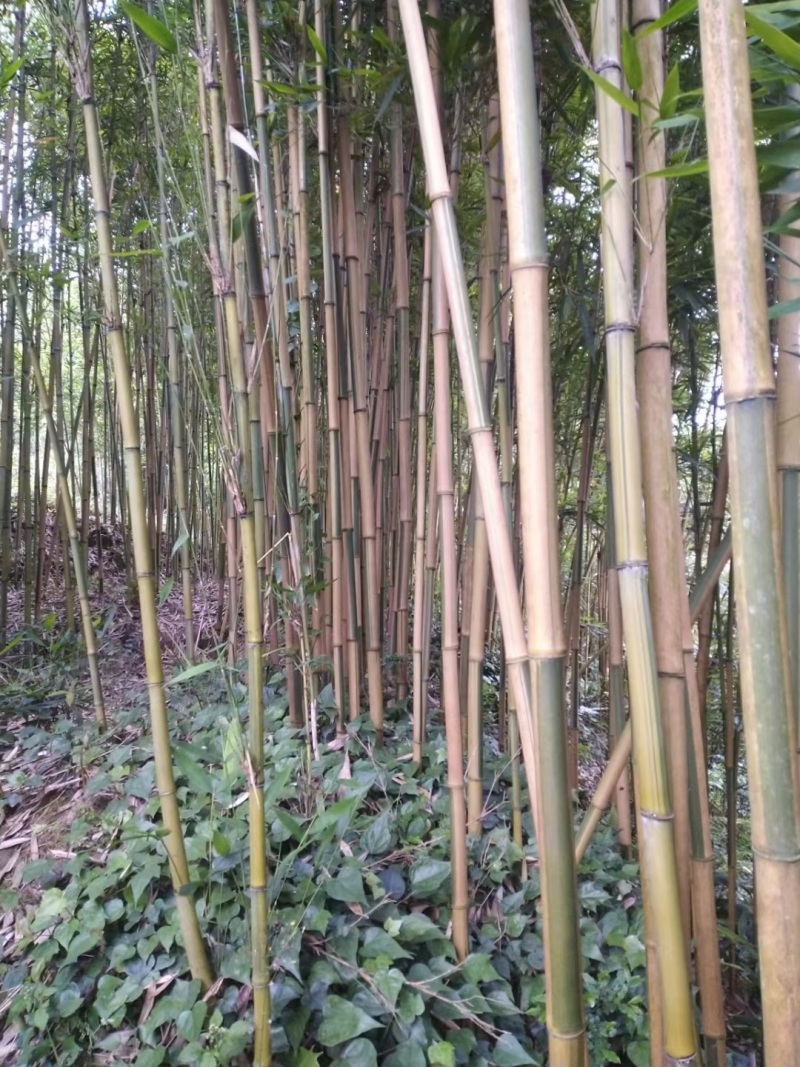 风景竹